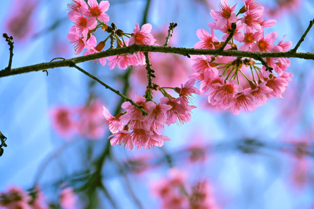 istock Wild Himalayan cherry blossoms at Doi Inthanon national park, Thailand 2199332397
