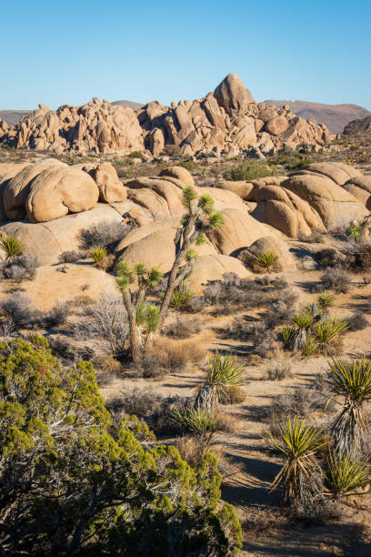 istock Joshua Tree Cactus at Joshua Tree National Park 2199335304