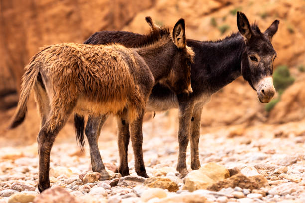 istock Two Donkeys Standing in a Rocky Riverbed. Todra Gorges. Tinghir. Morocco 2199337335