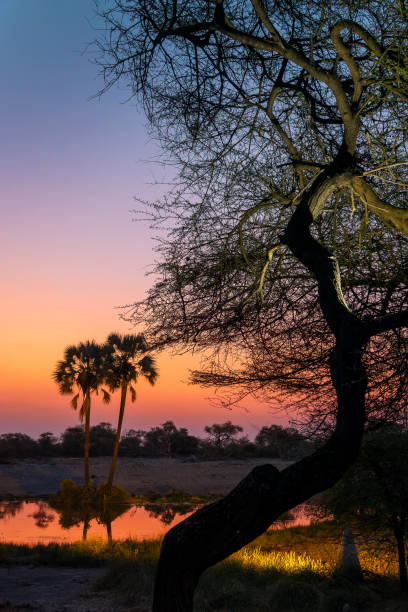istock Sunset at a waterhole, Namibia landscape, Africa 2199337349