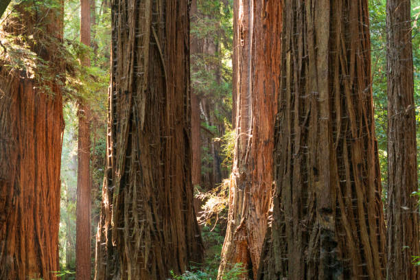 istock Light Through the Forest at Henry Cowell Redwoods State Park 2199339382