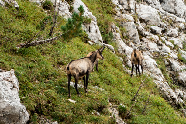 istock Herd of Chamois at Karwendel Hohenweg, Austria 2199339708