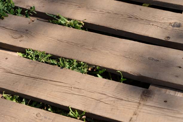istock Wooden planks with weeds growing under them 2199340050