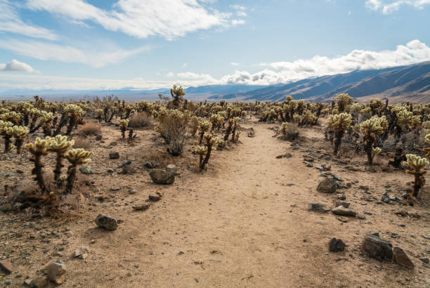Joshua Tree National Park, California