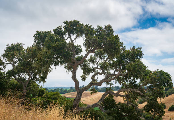 Majestic Oak Trees in a Lush Green Meadow under a Cloudy Sky