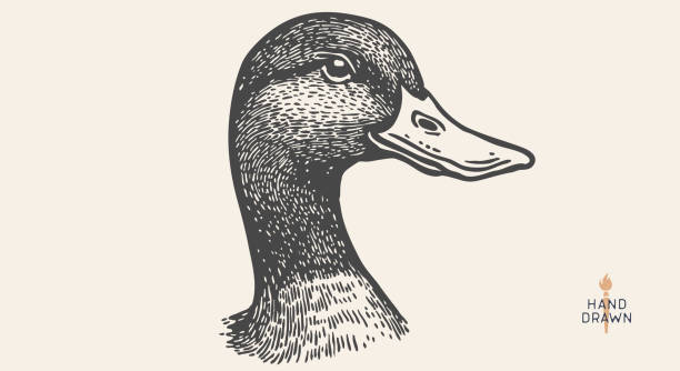 Duck, mallard sketch. Hand drawn. Vintage retro print, black duck, mallard drake drawing, engrave old school style. Sketch artwork silhouette duck, mallard drake, white background. Vector Illustration