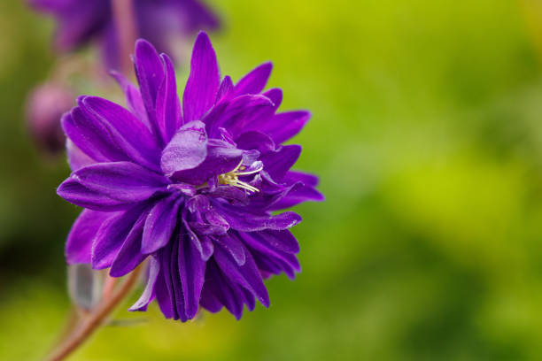 close up of violet flower