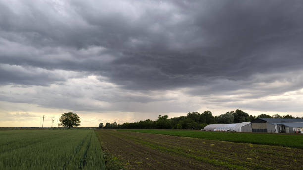 istock wheat field in the spring in Vojvodina province 2199346458