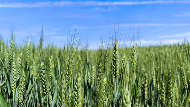 istock wheat field in the spring in Vojvodina province 2199346603