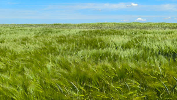 istock wheat field in the spring in Vojvodina province 2199346666