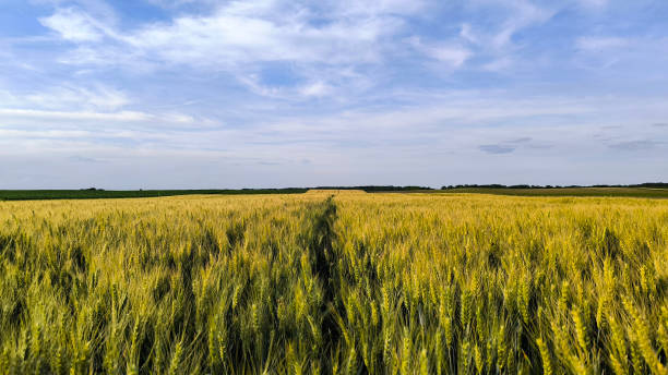 istock wheat field in the spring in Vojvodina province 2199346759