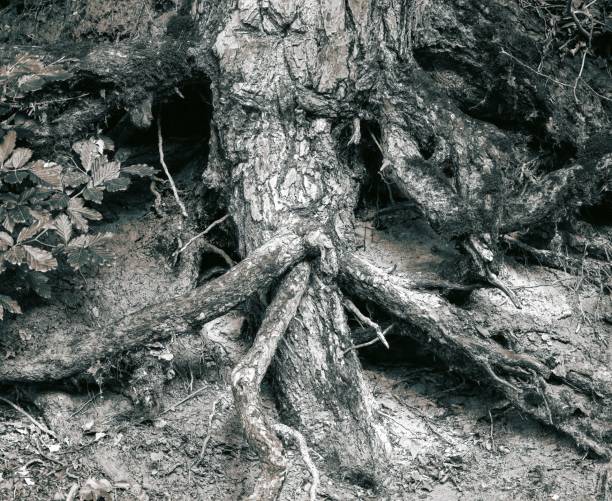 istock Nature with its own planted tree roots with cave entrances 2199347119