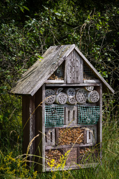 istock wooden bee house 2199348848