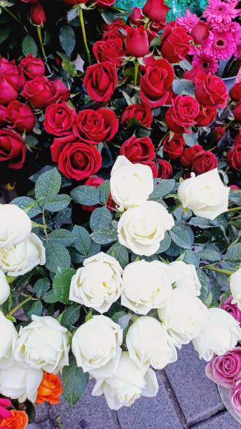 istock Fresh fragrant white roses in flower shop. Backgrounds. 2199348996