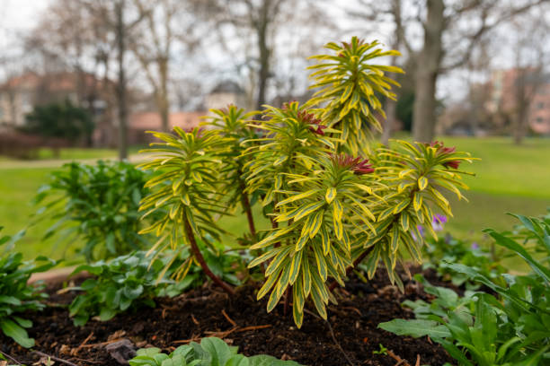 Green and vibrant plant with yellow tips growing in a garden during early spring stock photo