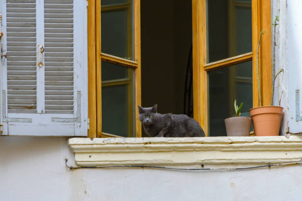 Cat by the window. Nimes, France