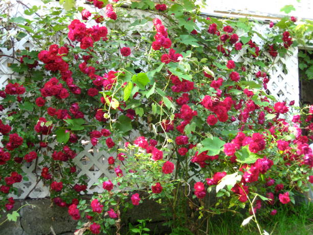 istock Sea of Roses 2199352339