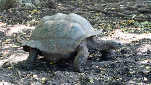istock A Galapagos Tortoise Situated On Natural Ground, Emphasizing Its Unique Habitat And Ecosystem Zanzibar Africa 2199356731
