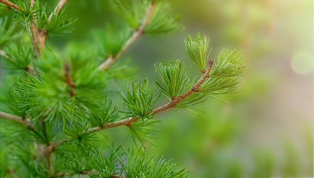 istock green larch branch with young leaves on blurred natural background in spring day. 2199357878