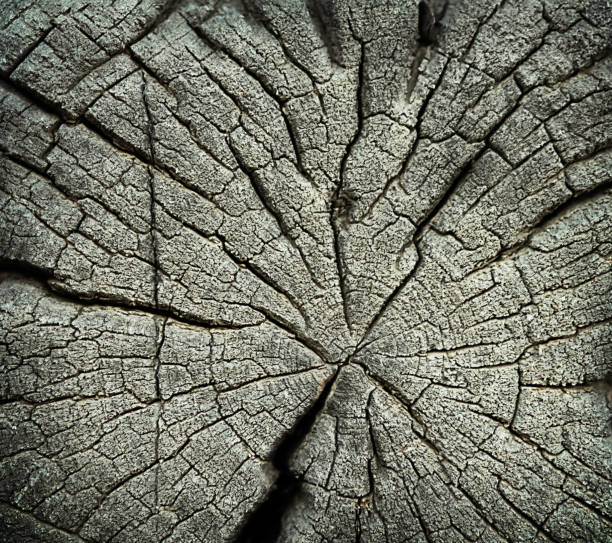 Cross-section of a weathered tree with annual growth rings