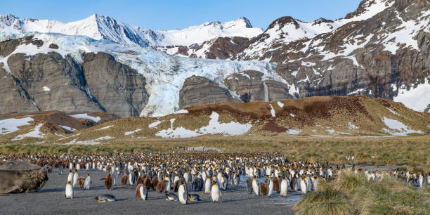 istock Gold Harbour, South Georgia Island 2199357935