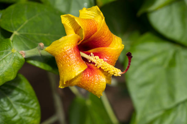 Greenhouse: Blooming Chinese hibiscus in two-tone flower head in a green color background. Red with orange flower head.