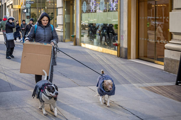 Madison Avenue - 40th Street, Manhattan, New York, United States - January 7th 2025:  Woman in winter clothes with a large cardboard box and two dogs in leashes