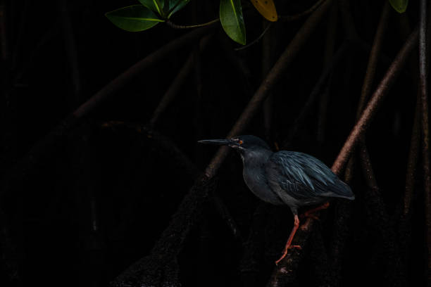 Lava Heron Lava Heron hunting in the red mangroves of Elizabeth Bay: Isabella Island Galapagos lava heron bird galapagos islands ecuador stock pictures, royalty-free photos & images