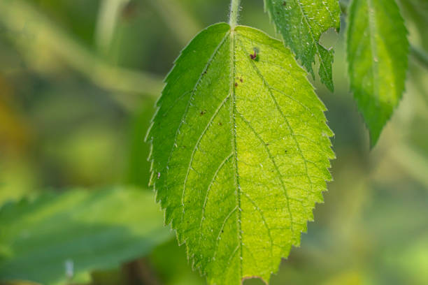 istock Small spike false nettle, Tragia involucrata, Stinging nettle leaves 2199362942
