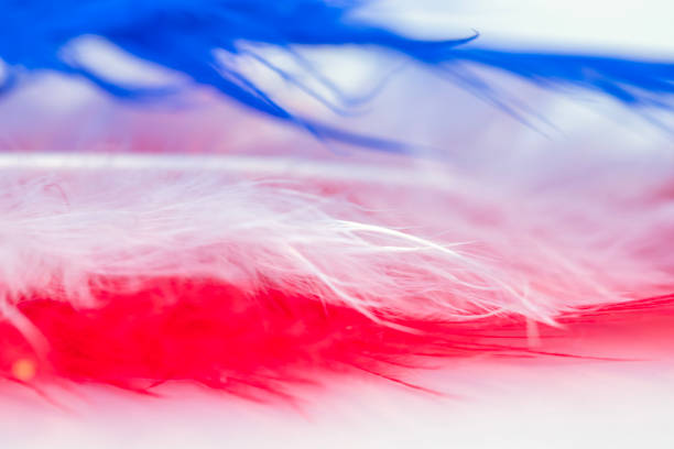bird feather in red white blue colors, macro background. flag