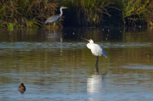 istock Spoonbill standing in shallow water, Spoonbill looking up into the sky, sunny morning, Spoonbill looking upwards, grey heron in the background, birds on the lake, reflection, gentle waves 2199363797