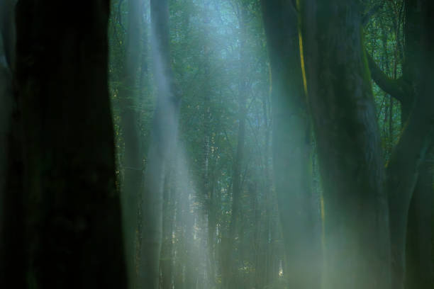 Morning sun in fog shines through the trees on a hilly clearing and lets the morning dew evaporate.