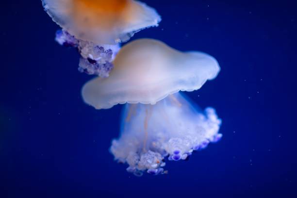 istock Jellyfish in Deep Blue Water 2199367860