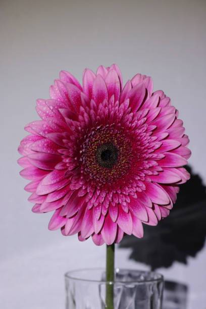 istock Shadow of a single gerber in a vase 2199369454