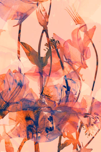 beautiful  bright pink red flowers in double exposure from sweden nature