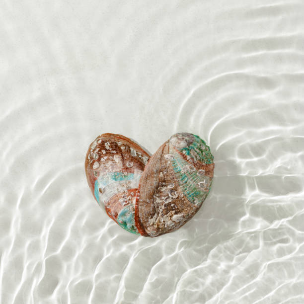 istock Minimal aesthetic still life, heart shape pearlescent seashells at sunlight, waves seawater, natural beauty organic forms. Shell as symbol of love, travel, tourism visual, vacation rest concepts 2199371803