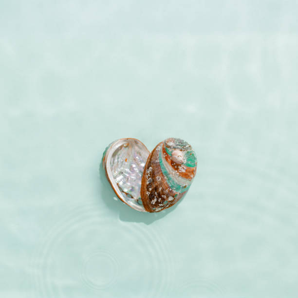 istock Vibrant abalone shell with iridescent colors with seawater waves at sunlight, gentle ripples and peaceful, oceanic scene. Shiny seashells heart shaped, concept life, relaxation, natural beauty 2199371812