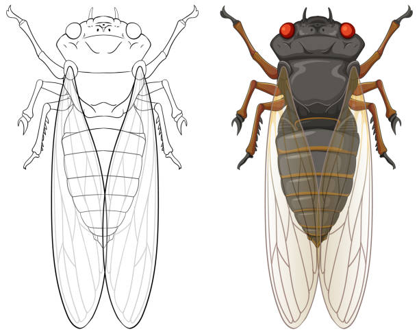 Cicada Line 10+ Cicada Lifecycle Stock Illustrations, Royalty-Free Vector Graphics ...