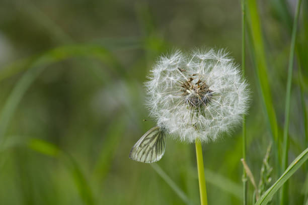 White dandelion seed head in full bloom stands over soft pastel lush green field background