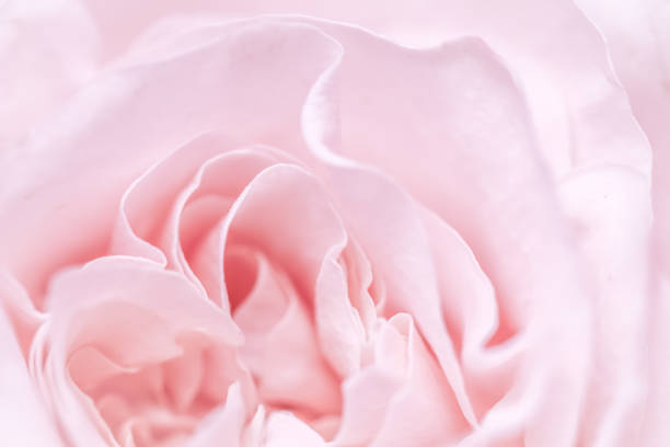 istock Pink pale rose flower petals, soft focus. Macro flowers backdrop 2199373450
