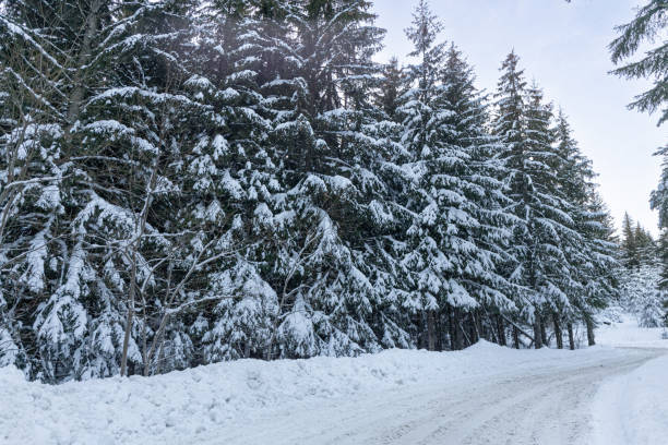snow covered pine trees and snowy road high in the mountains