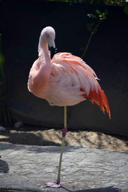 istock Pretty Flamingo Standing on One Leg By the Water 2199375737