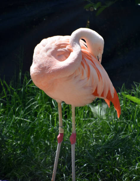 istock Pink Flamingo Ruffling His Feathers Over his Shoulder 2199375746