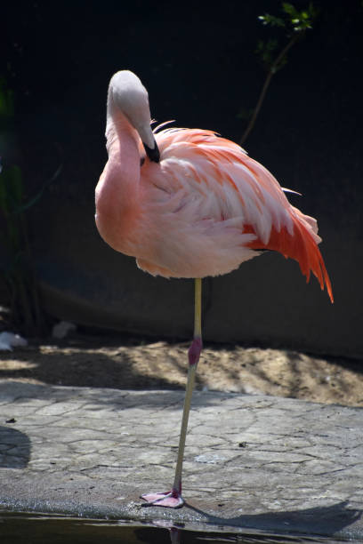 istock Pink Flamingo Preening By the Waters Edge 2199375759