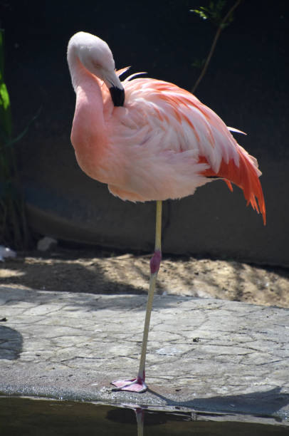istock Carribean Flamingo Ruffling Feathers with his Beak 2199375760