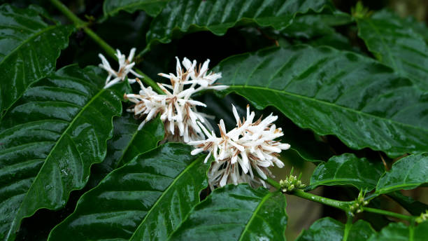 istock Coffee flower tree green nature white color blossom. 2199377596