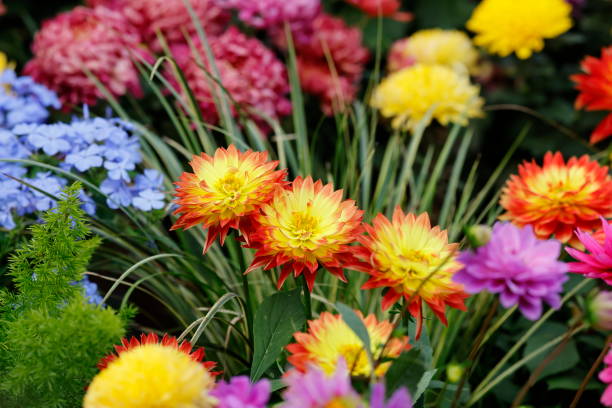 Various Kinds of Flowers Close-up