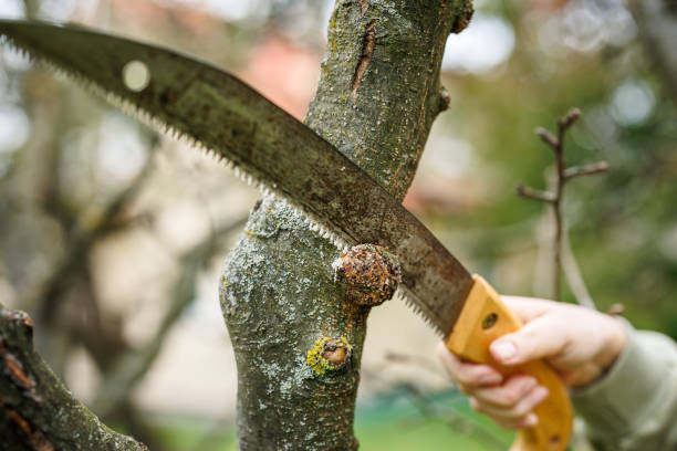 Gardener trimming hedge using electric hedge trimmer