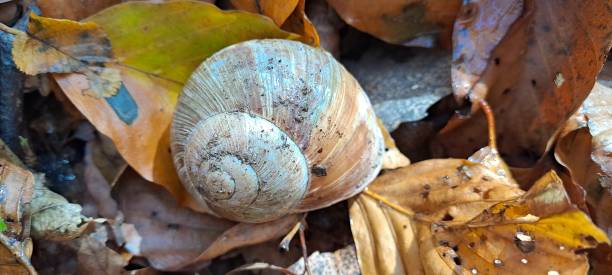 Empty snail shell on a autumn leaves, close up, macro