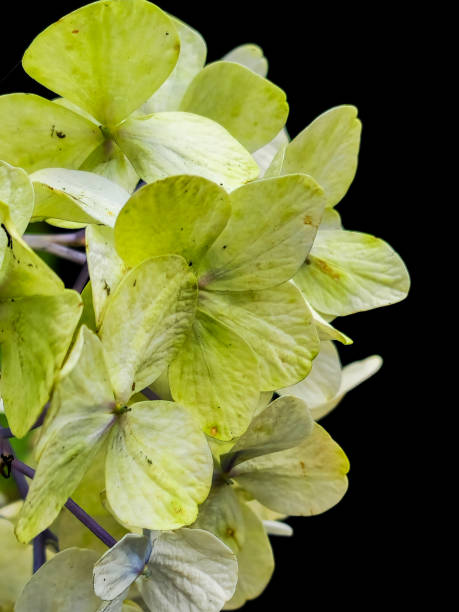 Yellow hydrangea macrophylla flower on isolated black background.